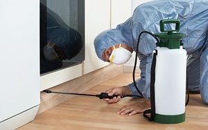 Servicii Deratizare Dezinsectie Dezinfectie Mihailesti